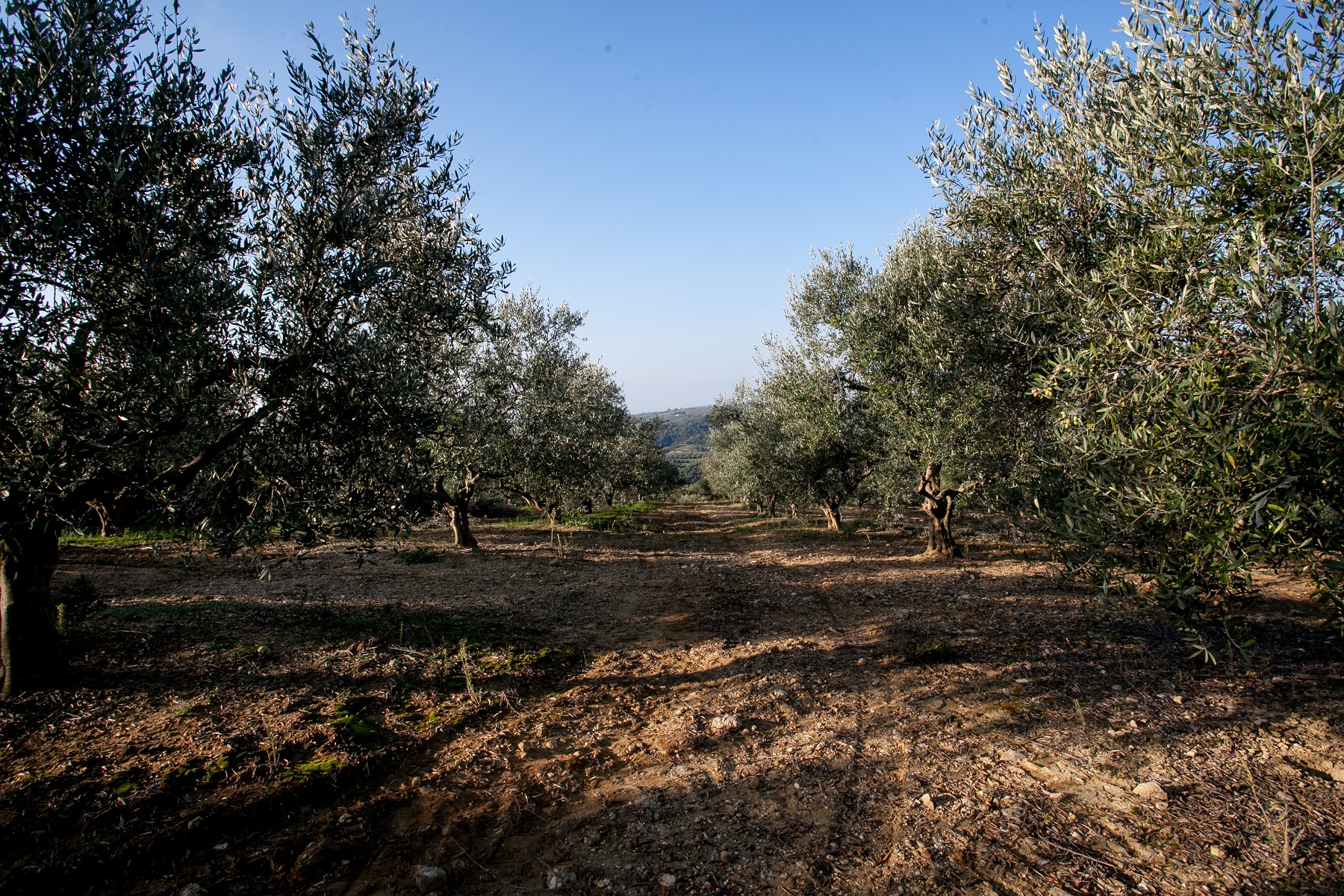 Φρέζα: πως επιδρά σε ξηρικούς ελαιώνες; 2 diaxeirisi edafous elaiwna