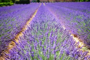 lavandula-angustifolia