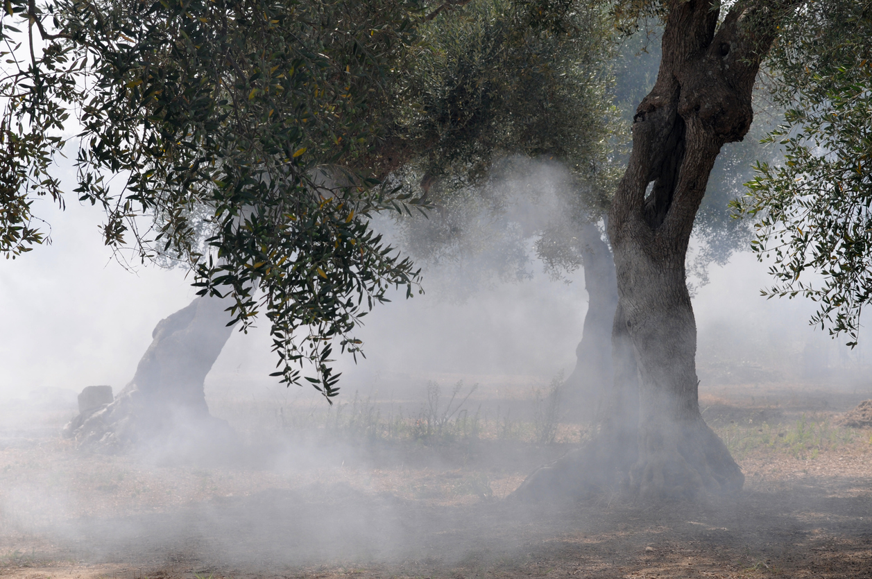 Διαχείριση ελαιόδενδρων μετά από φωτιά 7 fire in the olive plantation