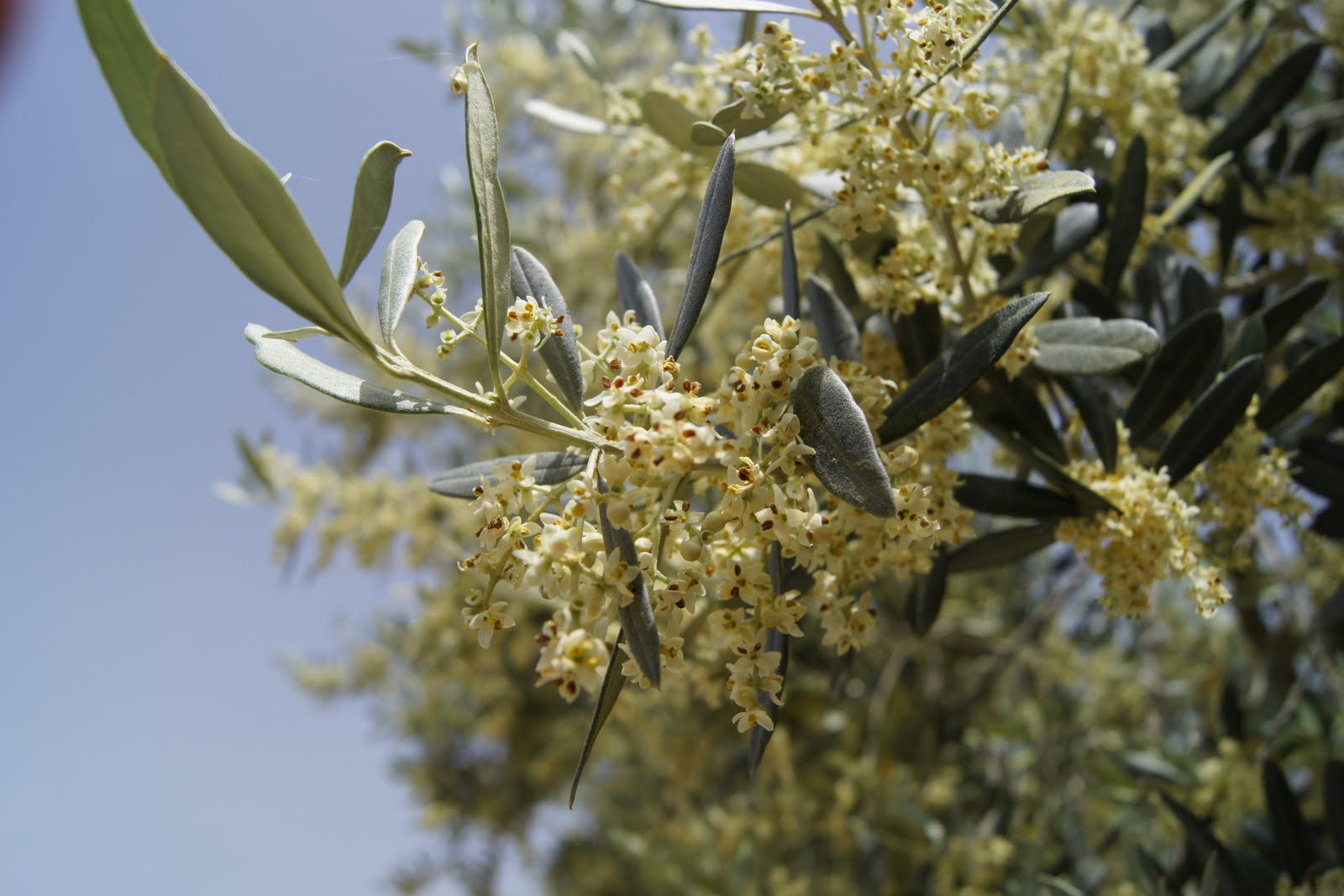 Επικονίαση και καρποφορία των ελαιοδένδρων 8 επικονίαση_γονιμοποίηση_ελιάς