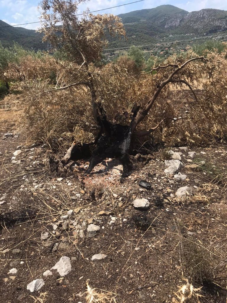 Ορθοί φυτοπροστατευτικοί χειρισμοί σε δενδρώνα 2 orthoi xeirismoi se dendrwna | Agronomist.gr