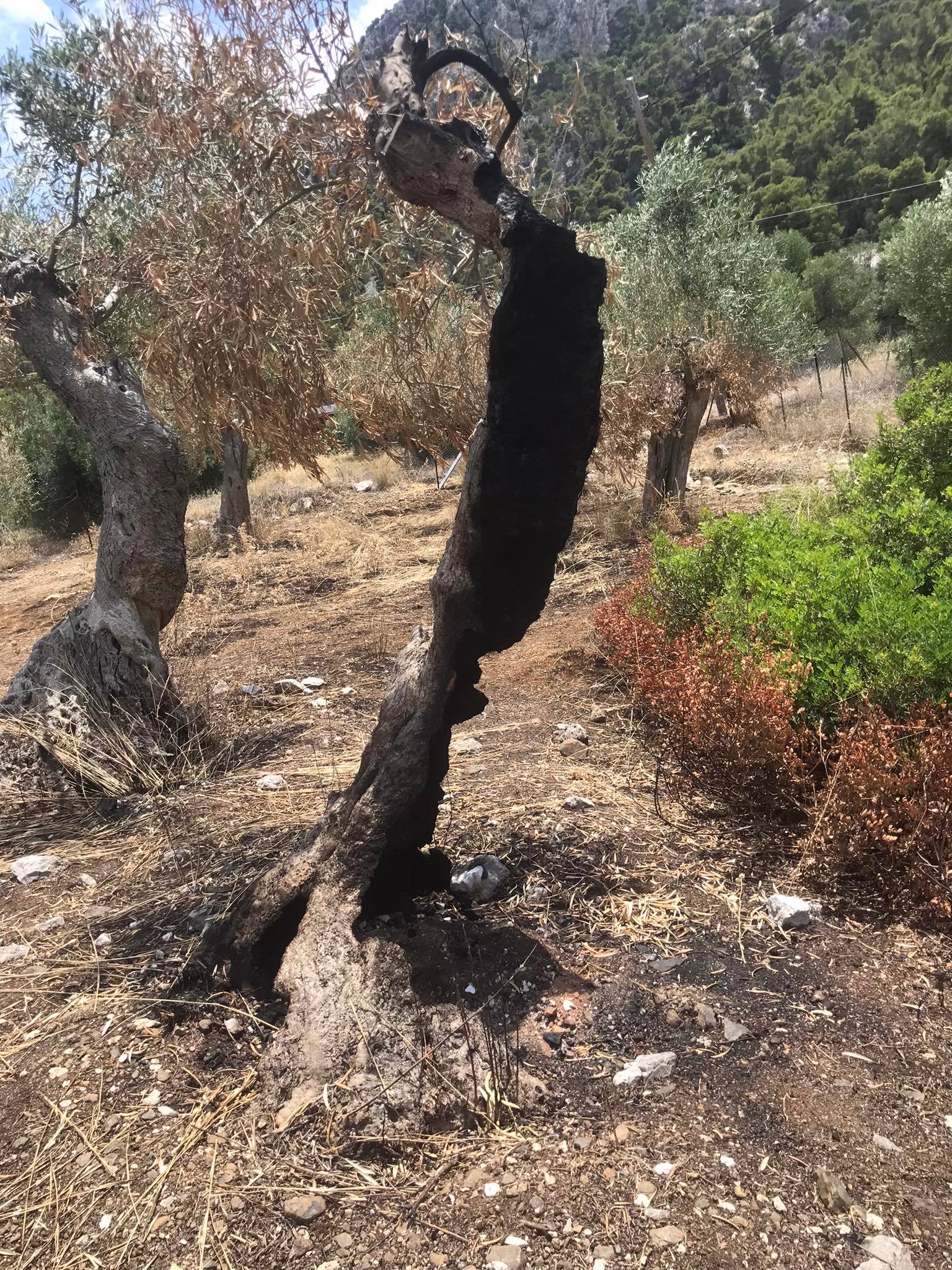 Ορθοί φυτοπροστατευτικοί χειρισμοί σε δενδρώνα 1 orthoi_xeirismoi_se_dendrwna2
